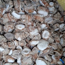 广西本地新鲜生沙姜，海南生沙姜隆重上市，一手货源