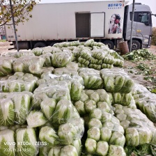 聊城菊锦白菜大量供应，一手货源，产地直供，质量保证。