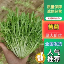 新民苦菊大量精品全年上市欢迎全国前来洽谈采购