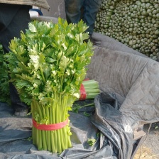推荐山东芹菜 精品水芹 基地直供 量大从优 欢迎联系 品