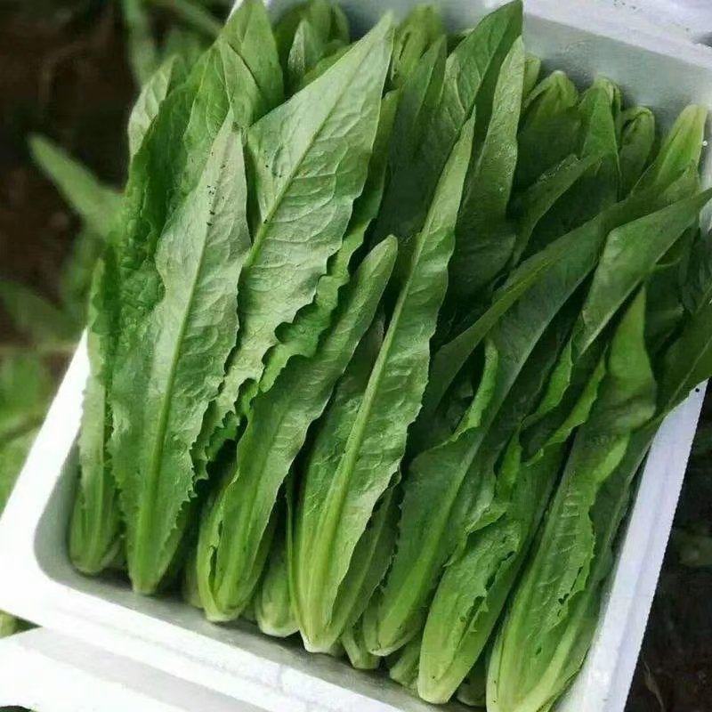 油麦菜 一年四季供应  有大棚 质量可靠 可发全国