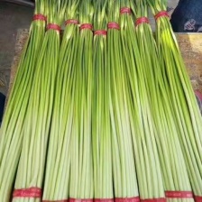山东金乡蒜薹杂交蒜薹打捆白帽蒜苔条形直水分足冷库打冷耐储存