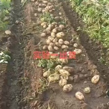 <font color=red>土豆</font>