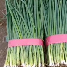 精品黑叶小钢葱四季小葱大量上市产地直发视频看货诚信经营