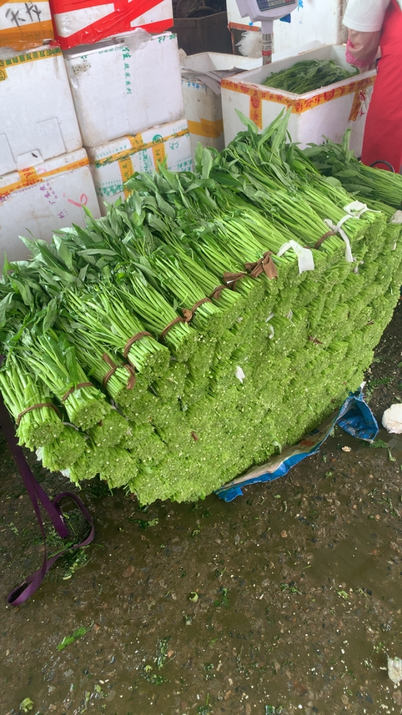 广东基地精品空心菜 青根大叶 诚邀批发商 平台合作