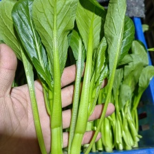 油菜苔 白菜苔 产地大量上市，需要随时联系，现挖现发