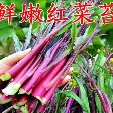 油菜苔 白菜苔 产地大量上市，需要随时联系，现挖现发