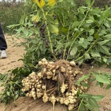 菊芋！河北2025白洋姜！菊芋！