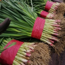 水洗精品蒜苗 货源充足 对接市场商超欢迎电话联系
