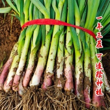 水洗精品蒜苗 货源充足 对接市场商超欢迎电话联系