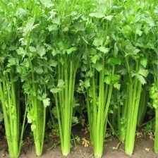 好货推荐 精品香芹 一手货源 全国发