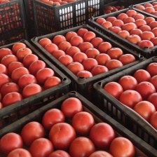 急售！河北沙瓤<font color=red>西红柿</font>精品番茄！可对接