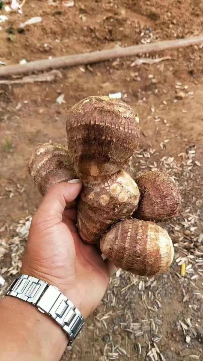 【芋头8520品质保证高产】提供种植技术 保证质量