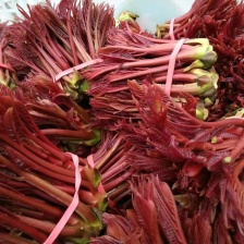 香椿【红香椿芽】红油香椿芽，腌制香椿芽，新鲜采摘，全国发货