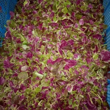 广东红苋菜限广东范围内