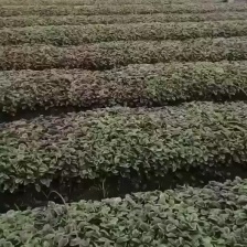 广东红苋菜限广东范围内