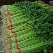 推荐山西<font color=red>芹菜</font> 精品西芹 基地直供 量