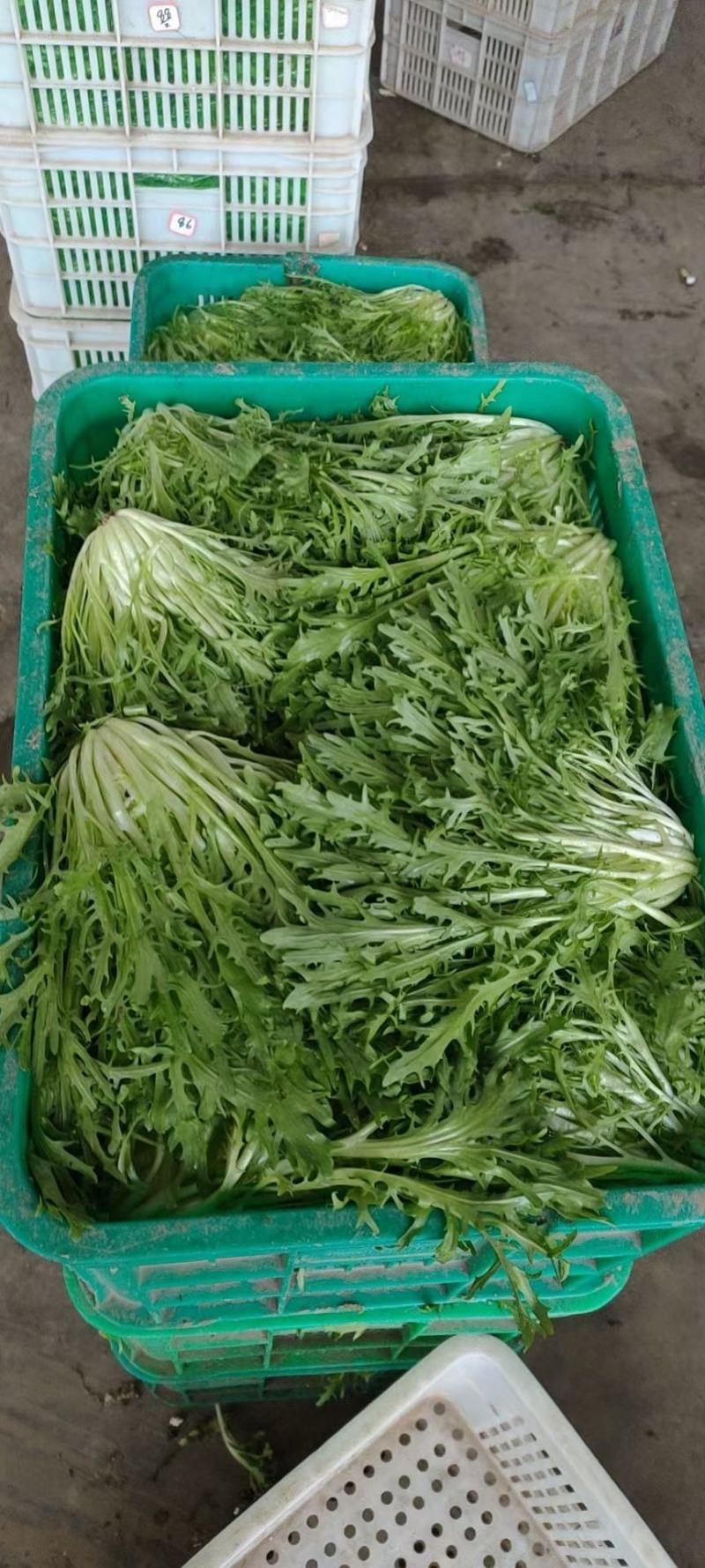 辽宁沈阳苦菊大量上市大朋货，在邯郸联邦物流园售卖