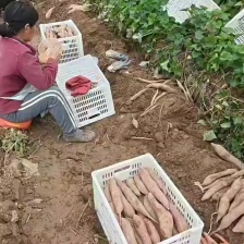 [板栗薯]渭河滩沙地板粟薯真正的干！面！甜！精品货源