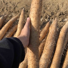 《精品推荐》白玉山药/宁夏山药/产地货源/整车批发供应