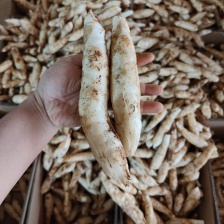 广东竹薯 又名冬粉葛质量保证供应稳定欢迎全国市场对接