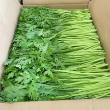 精品茼蒿 货源充足 产地直发 品质保证 欢迎选购