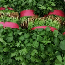 【香菜】精品大叶香菜 大量供应 对接各大市场 电商 商超