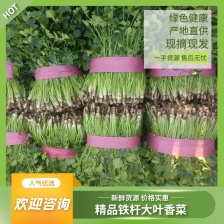 【香菜】精品大叶香菜 大量供应 对接各大市场 电商 商超