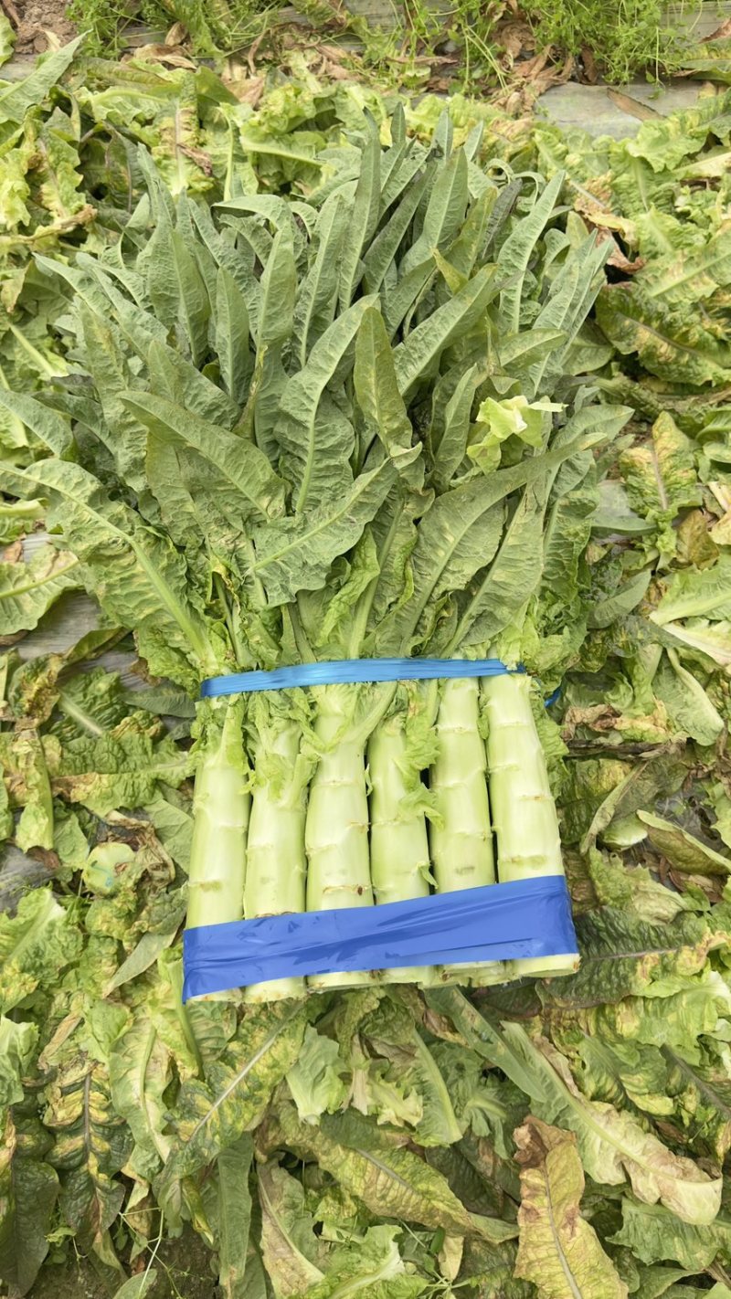 尖叶莴笋 产地看货论价 保质保量 量大从优 欢迎订购