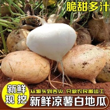 豆薯 凉薯 地瓜 一手货源 没有中间商赚差价， 欢迎订购