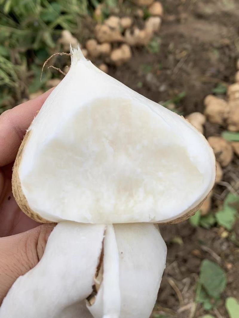 豆薯 凉薯 地瓜 一手货源 没有中间商赚差价， 欢迎订购