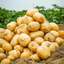 湖北V7<font color=red>土豆</font>产地大量上市，保质保量，