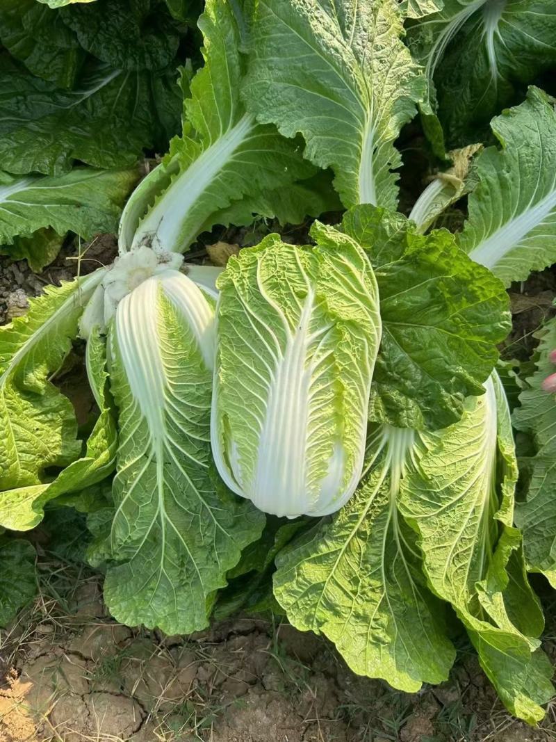 【热卖推荐】黄心白菜 产地直销 量大质优 价格优惠