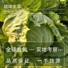 山东生菜球大叶生菜球大量上市生菜电商代发产地直发