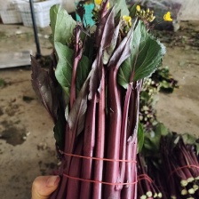 【精品菜心】优选菜心大量上市 欢迎前来咨询采购