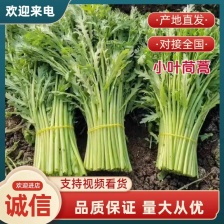 优质茼蒿 大量现货 保质保量 价格优惠 品质保证全国发货