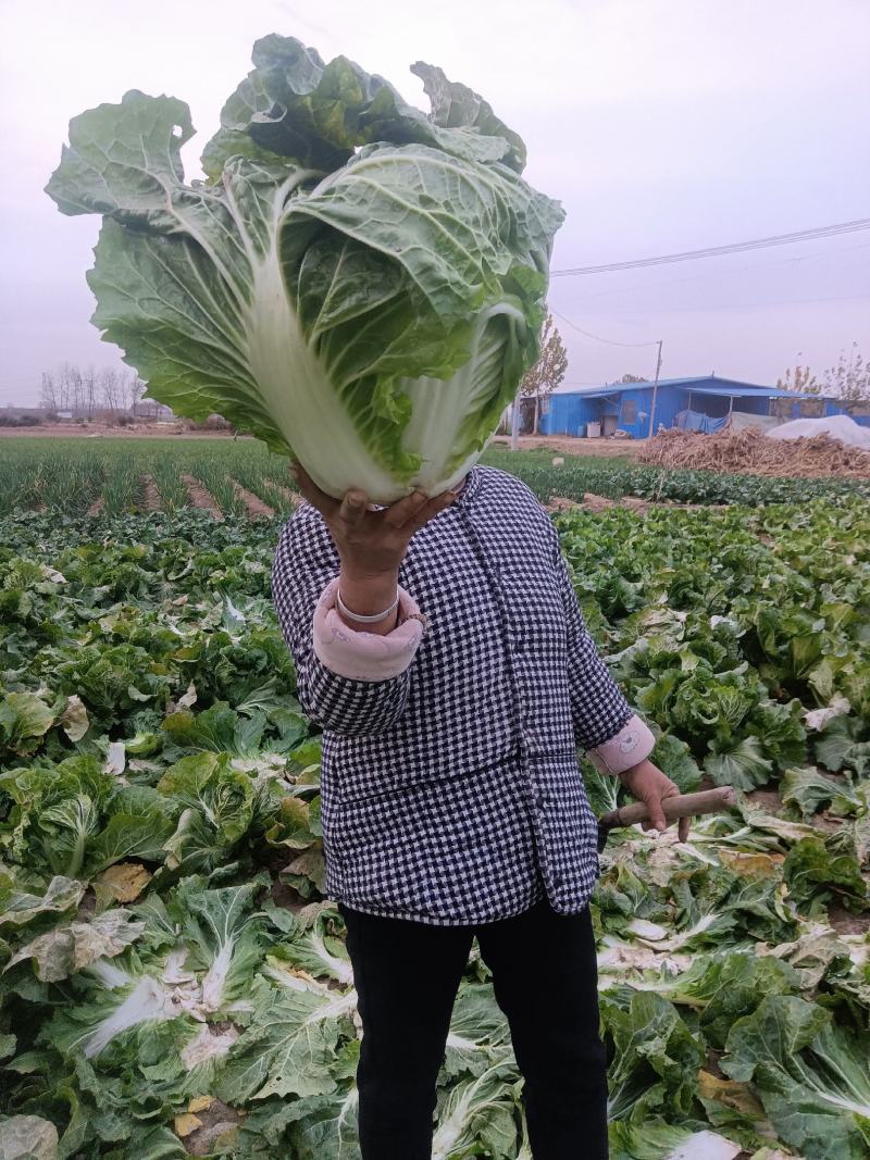 豫东农产品购销市场