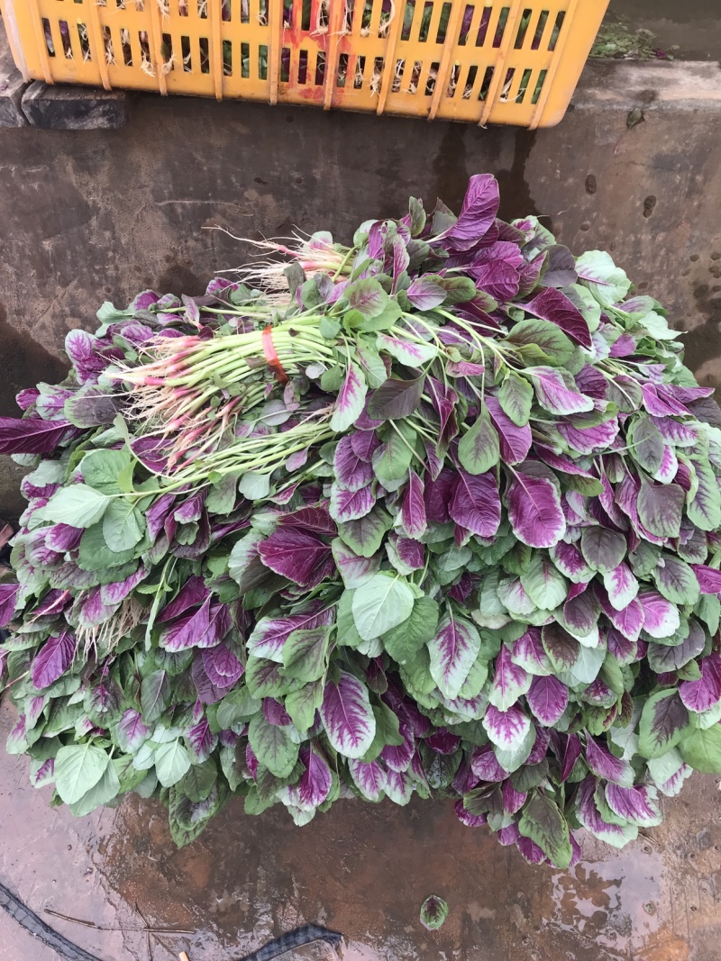 苋菜 汗菜支持视频看货 线上交易