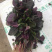 苋菜 汗菜支持视频看货 线上交易