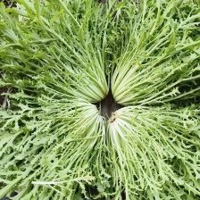 昆明苦菊，农场自家百亩种植，支持视频看货