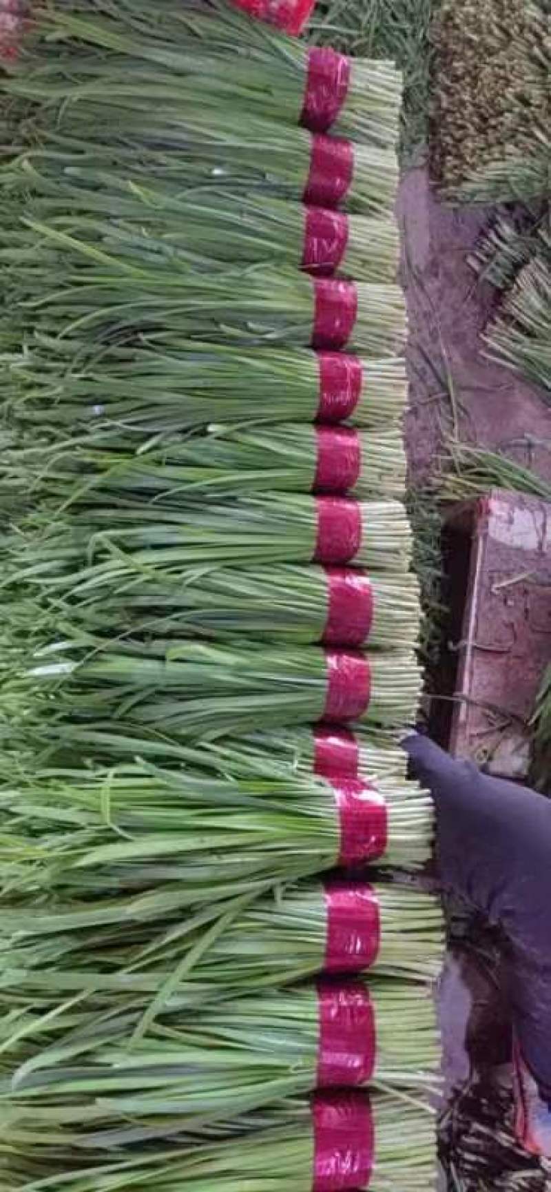 寿光精品韭菜 小叶韭菜，现割现卖，现场加工，欢迎咨询