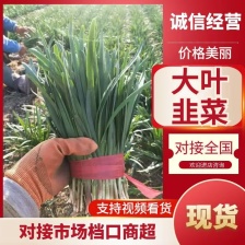 寿光精品韭菜 小叶韭菜，现割现卖，现场加工，欢迎咨询