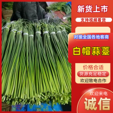 [白帽蒜苔]蒜苔 各种规格对接商超市场电商欢迎来电