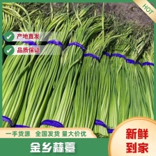 [白帽蒜苔]蒜苔 各种规格对接商超市场电商欢迎来电