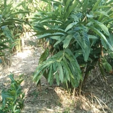 潮汕山姜南姜，原产地直发，精品货 通货都有，规格齐全