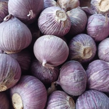 （精选）金乡大蒜 红皮紫皮储存量大 价位便宜 全国发货