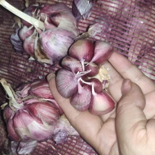 （精选）金乡大蒜 红皮紫皮储存量大 价位便宜 全国发货