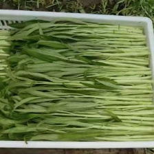 柳叶白梗空心菜