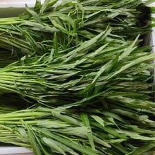 柳叶白梗空心菜