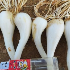 藠头自产基地即将上市，欢迎来电